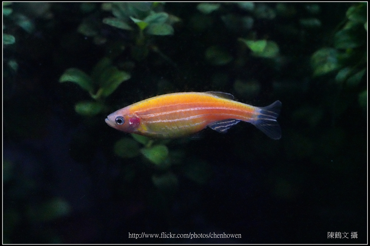 螢光斑馬魚_0251_Fluorescent Zebrafish.jpg