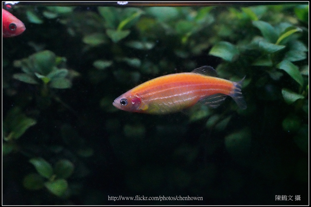螢光斑馬魚_0253_Fluorescent Zebrafish.jpg