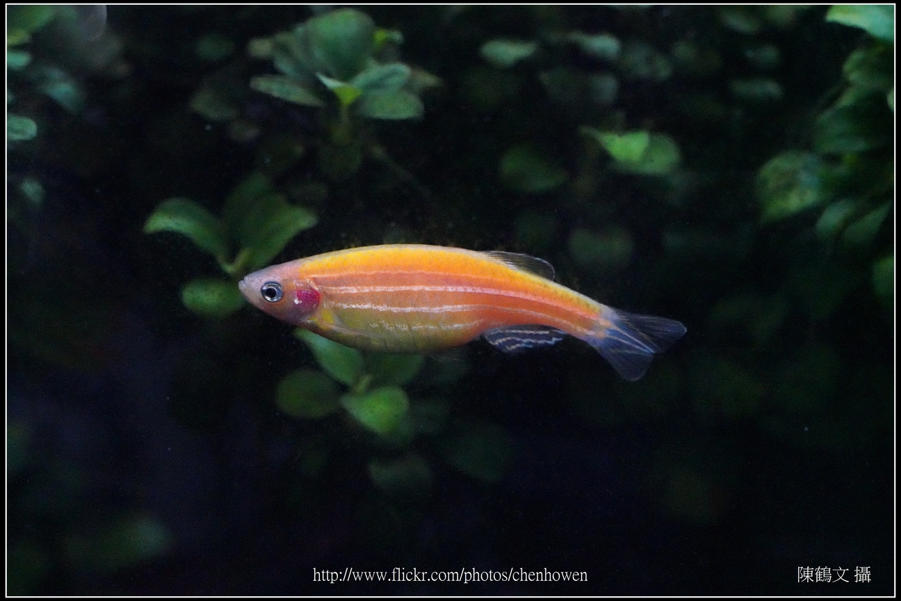螢光斑馬魚_0252_Fluorescent Zebrafish.jpg