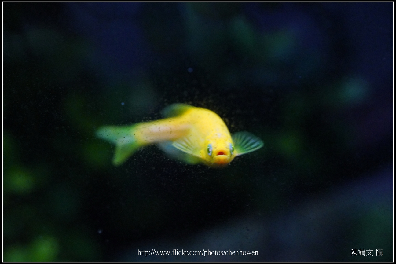 螢光斑馬魚_0222_Fluorescent Zebrafish.jpg
