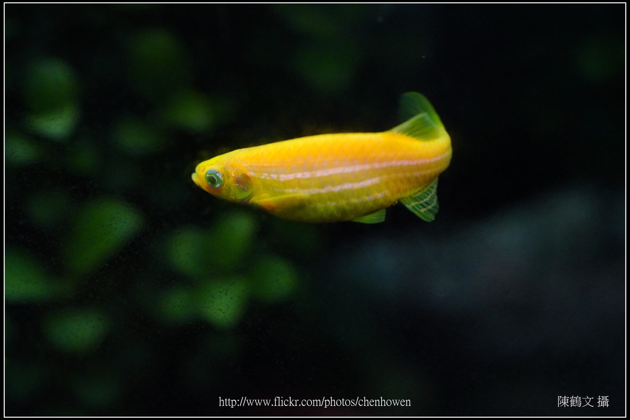 螢光斑馬魚_0221_Fluorescent Zebrafish.jpg