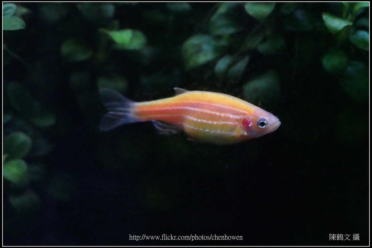 螢光斑馬魚_0255_Fluorescent Zebrafish.jpg