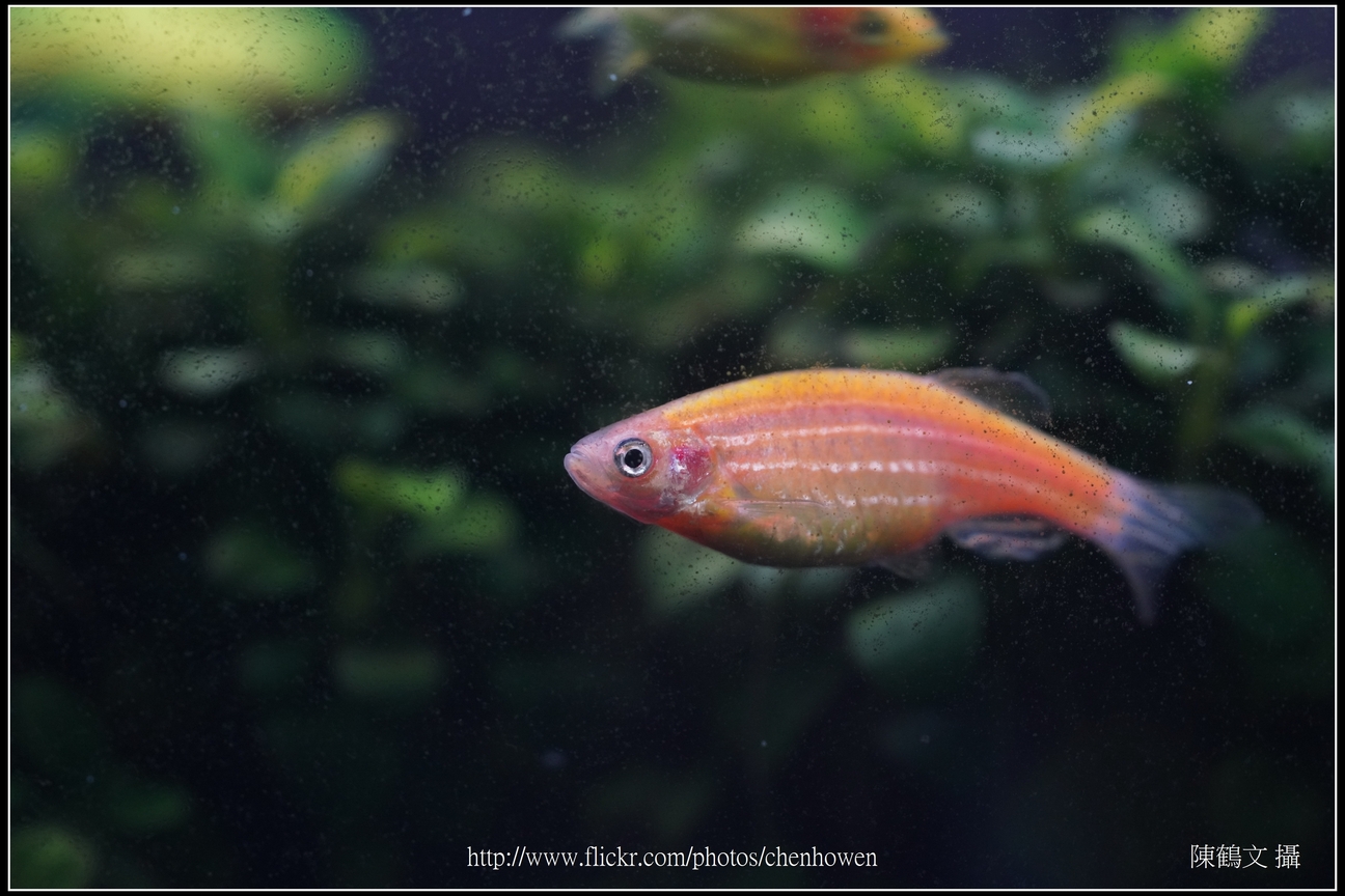螢光斑馬魚_0254_Fluorescent Zebrafish.jpg
