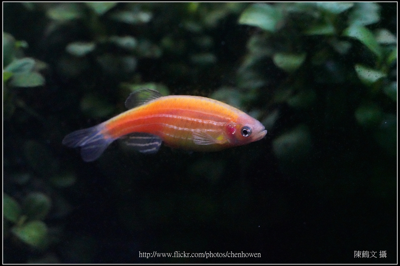 螢光斑馬魚_0257_Fluorescent Zebrafish.jpg