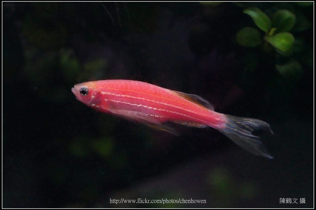 螢光斑馬魚_0256_Fluorescent Zebrafish.jpg