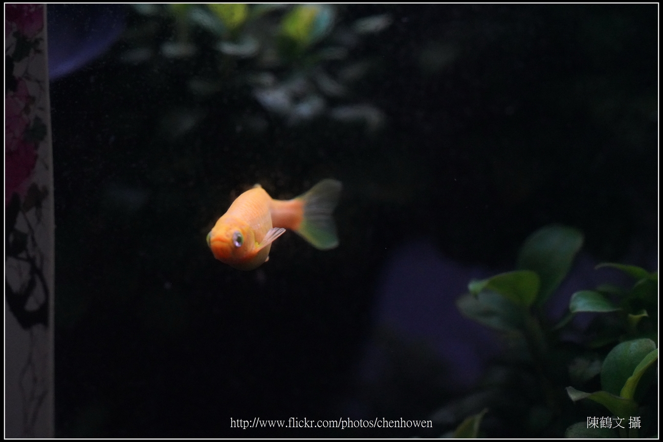 螢光斑馬魚_0198_Fluorescent Zebrafish.jpg