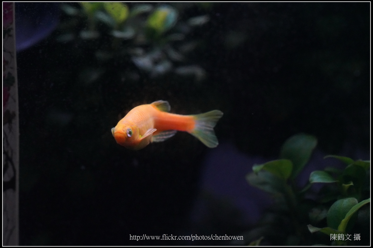 螢光斑馬魚_0197_Fluorescent Zebrafish.jpg