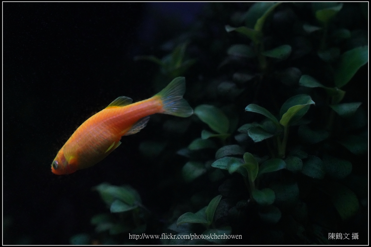 螢光斑馬魚_0200_Fluorescent Zebrafish.jpg