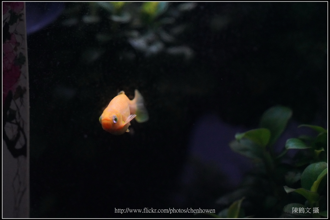 螢光斑馬魚_0199_Fluorescent Zebrafish.jpg
