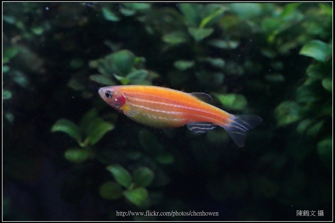 螢光斑馬魚_0247_Fluorescent Zebrafish.jpg
