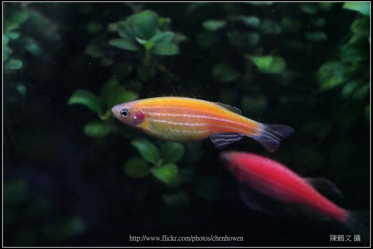 螢光斑馬魚_0246_Fluorescent Zebrafish.jpg