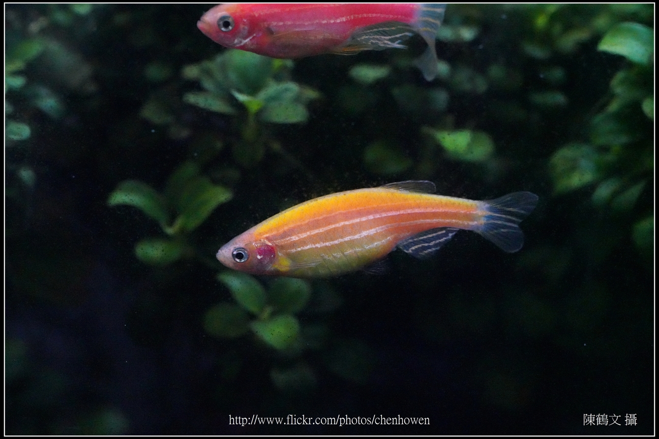 螢光斑馬魚_0249_Fluorescent Zebrafish.jpg