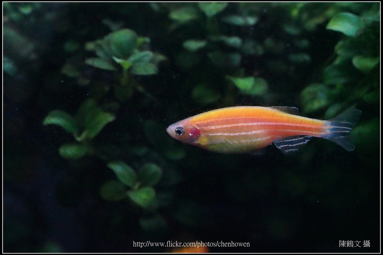 螢光斑馬魚_0248_Fluorescent Zebrafish.jpg