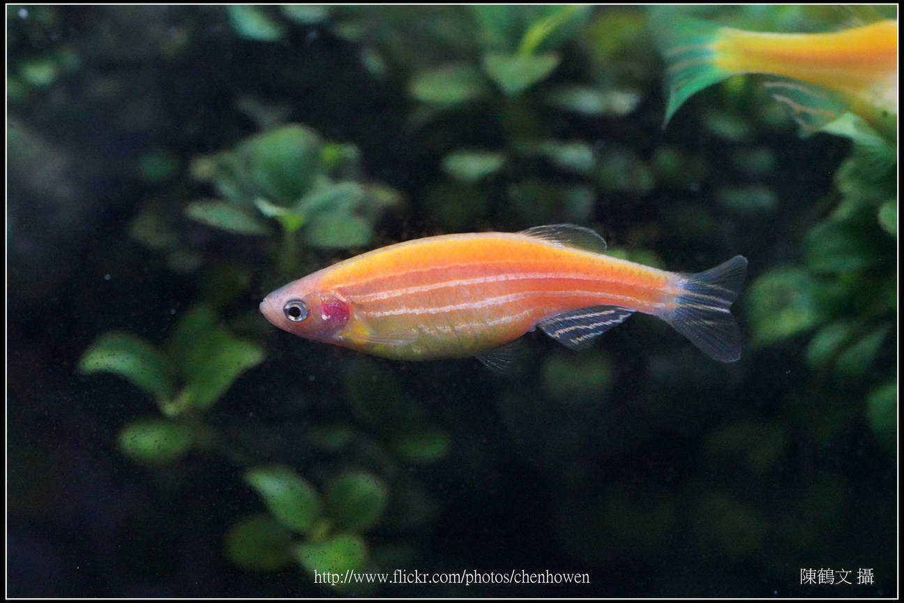 螢光斑馬魚_0241_Fluorescent Zebrafish.jpg