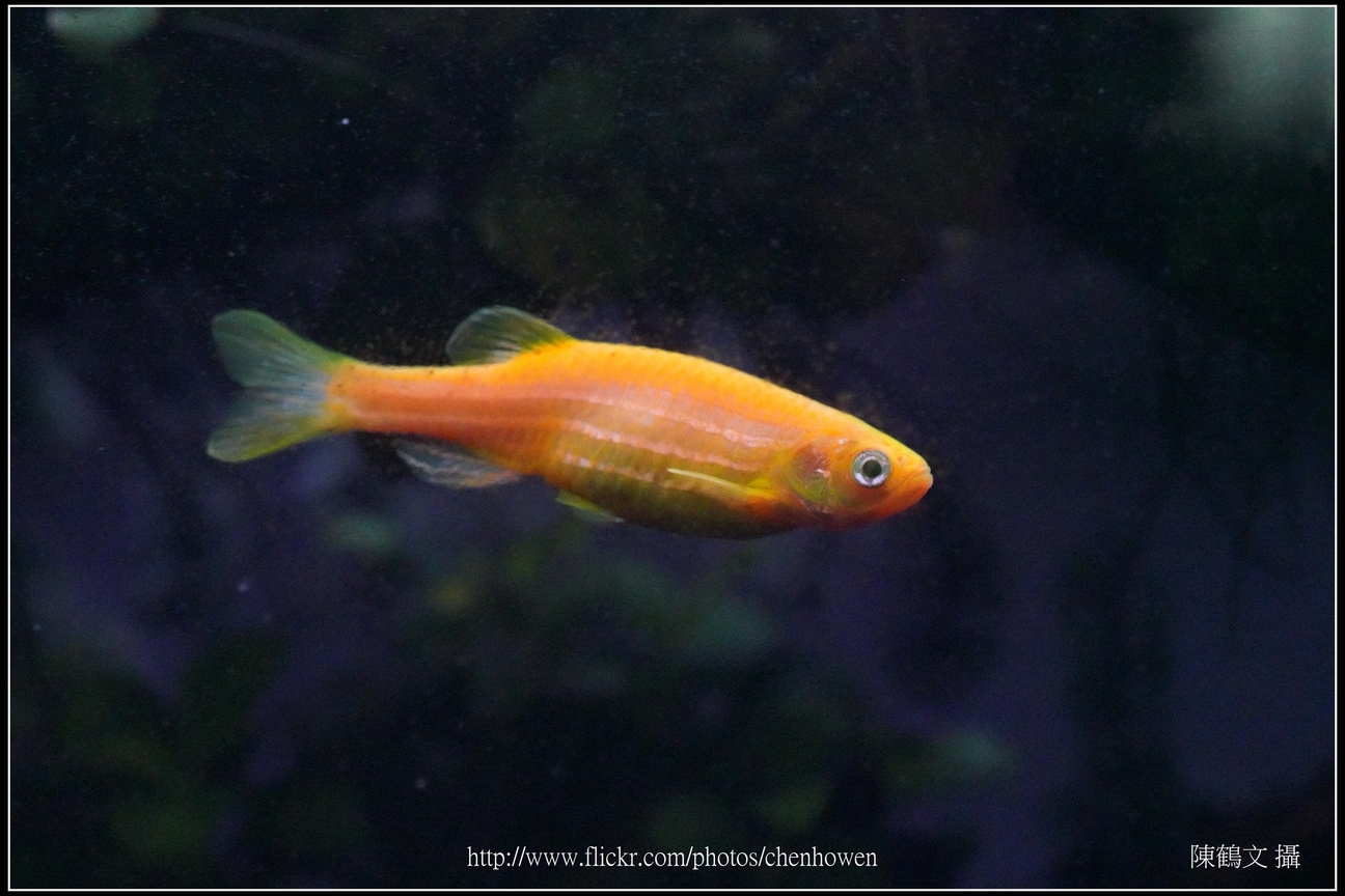 螢光斑馬魚_0240_Fluorescent Zebrafish.jpg