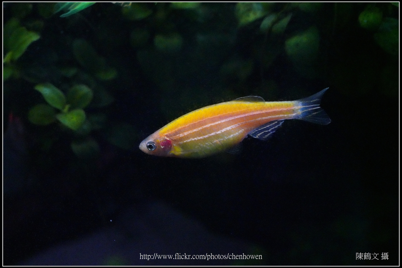 螢光斑馬魚_0243_Fluorescent Zebrafish.jpg
