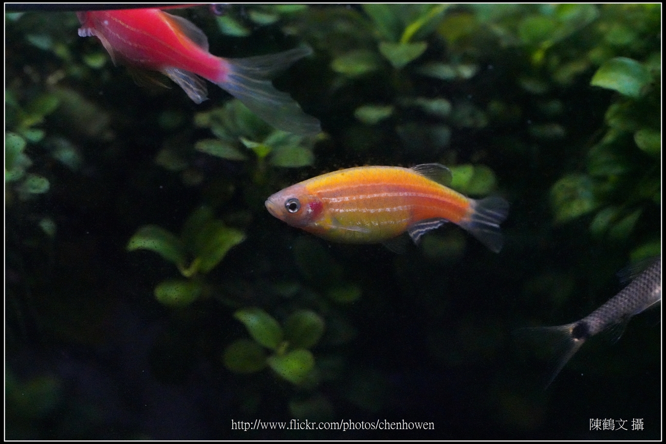 螢光斑馬魚_0242_Fluorescent Zebrafish.jpg