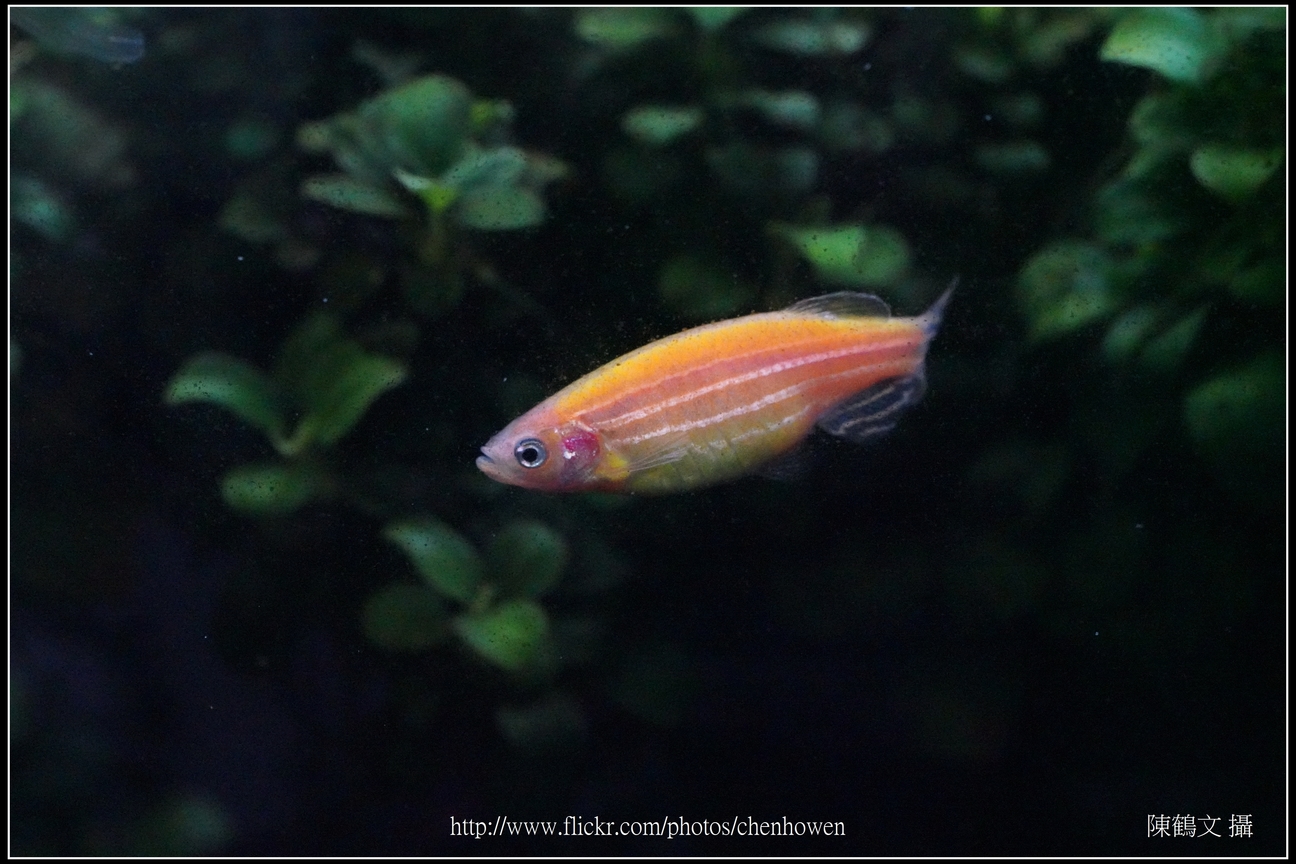 螢光斑馬魚_0245_Fluorescent Zebrafish.jpg