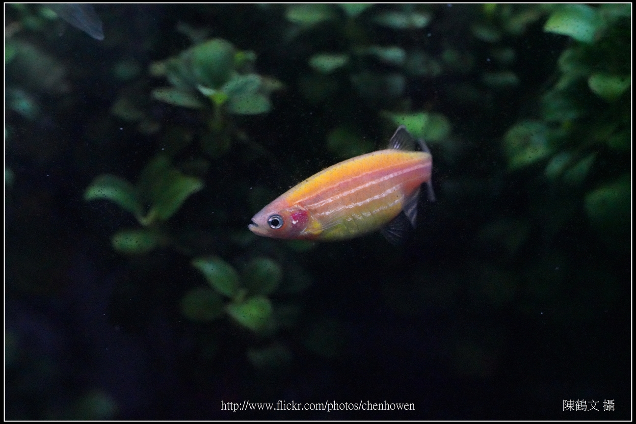 螢光斑馬魚_0244_Fluorescent Zebrafish.jpg