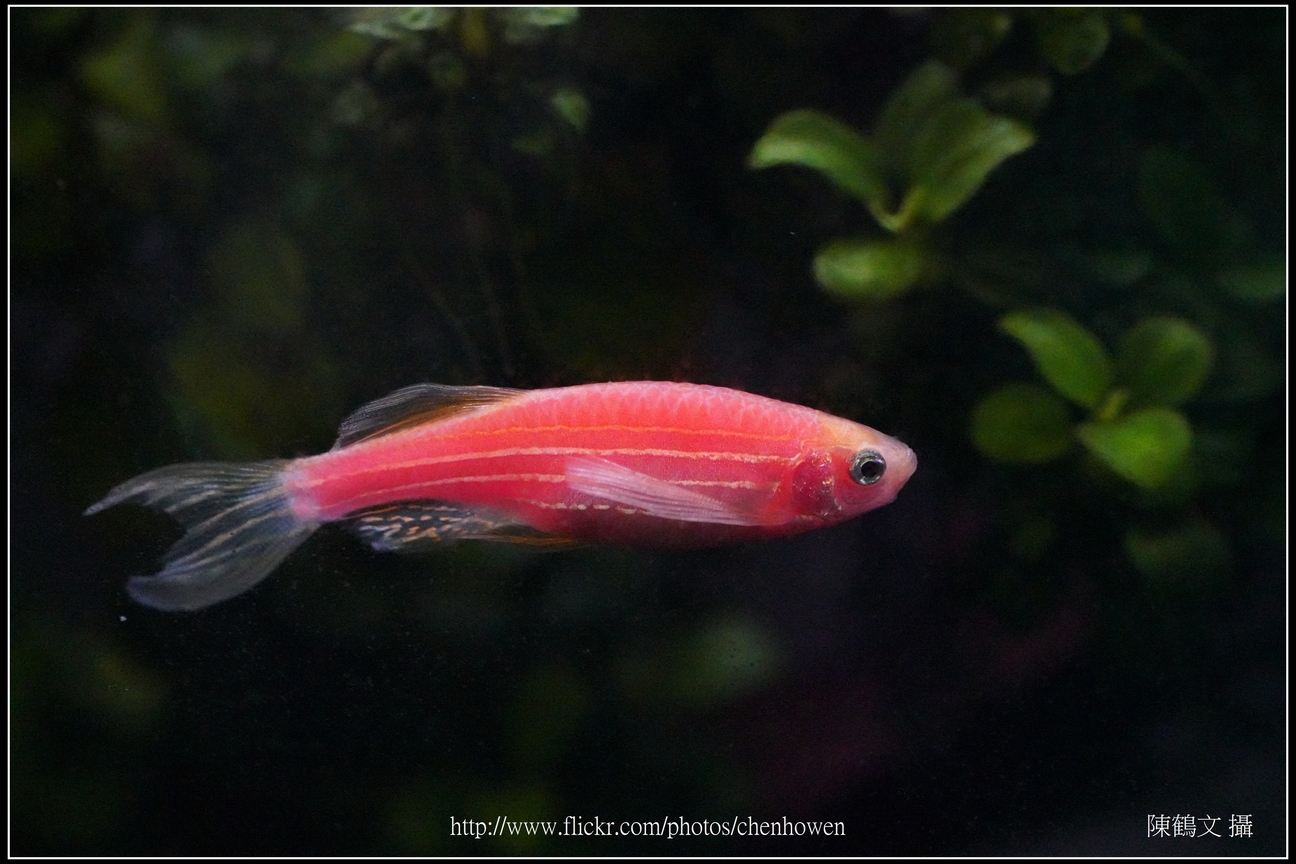 螢光斑馬魚_0227_Fluorescent Zebrafish.jpg
