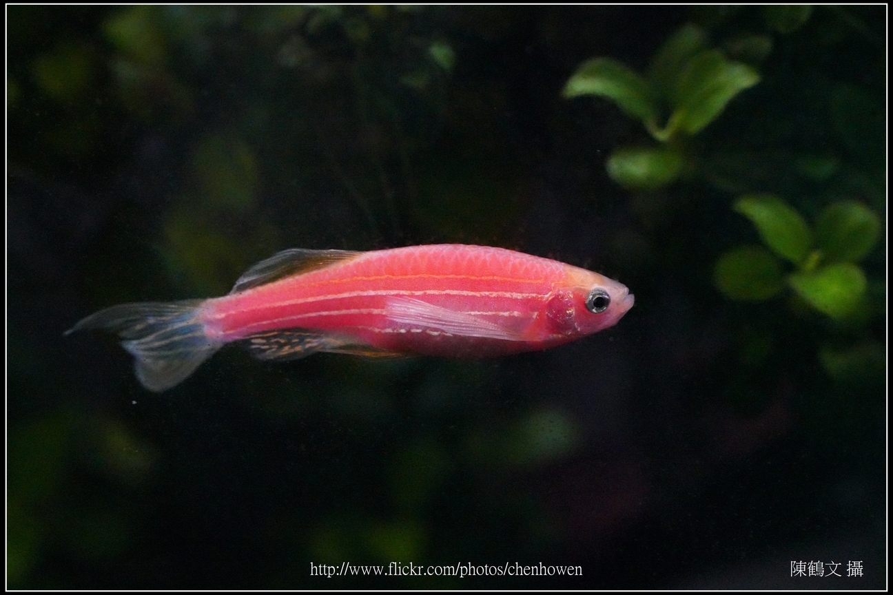 螢光斑馬魚_0226_Fluorescent Zebrafish.jpg