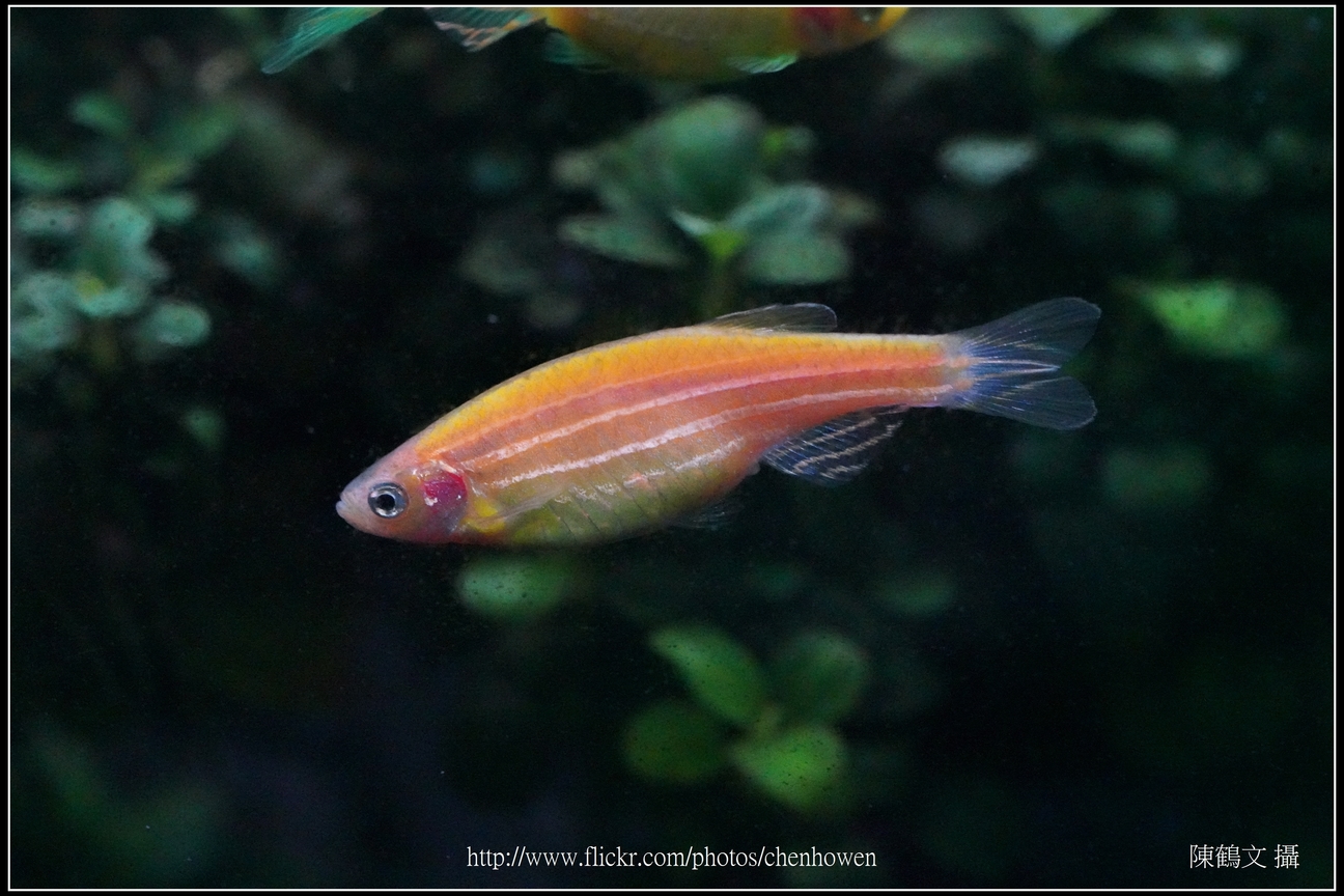 螢光斑馬魚_0229_Fluorescent Zebrafish.jpg