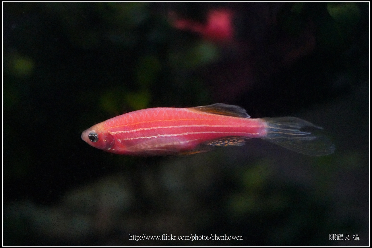 螢光斑馬魚_0228_Fluorescent Zebrafish.jpg
