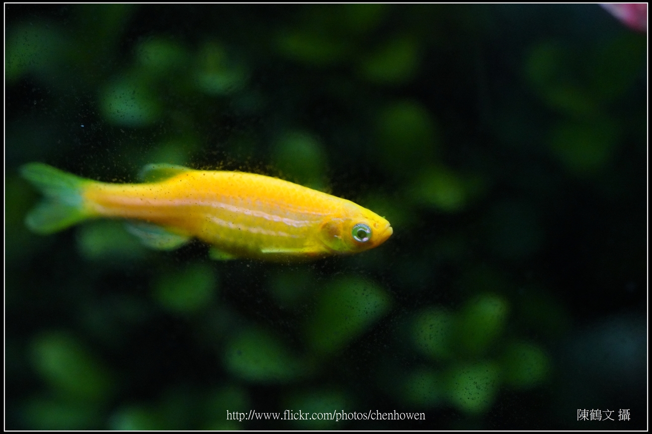 螢光斑馬魚_0223_Fluorescent Zebrafish.jpg