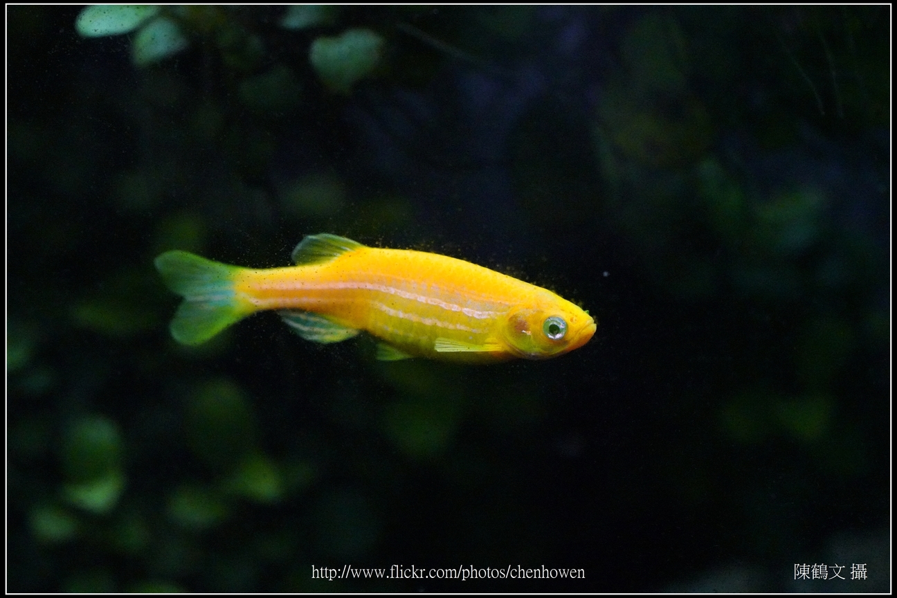 螢光斑馬魚_0225_Fluorescent Zebrafish.jpg