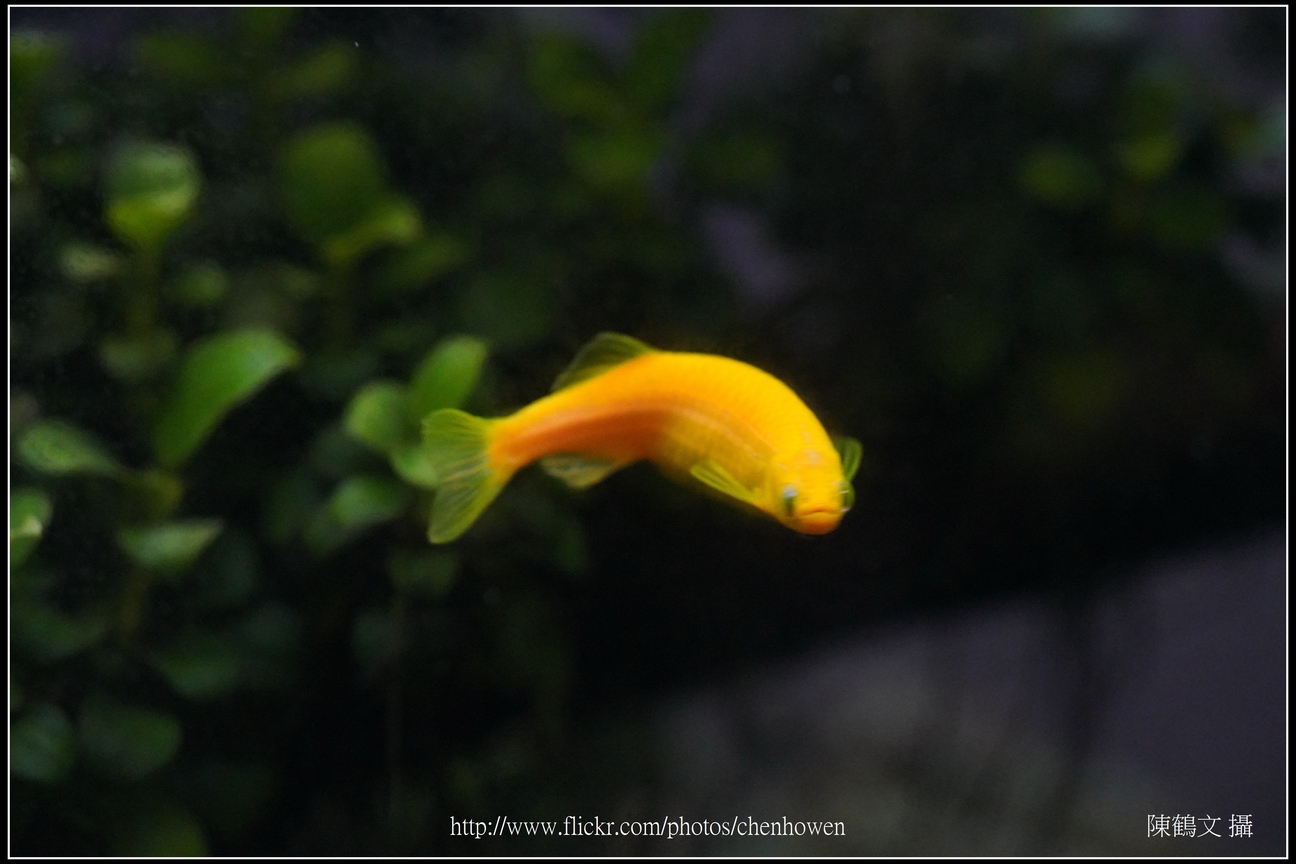 螢光斑馬魚_0202_Fluorescent Zebrafish.jpg