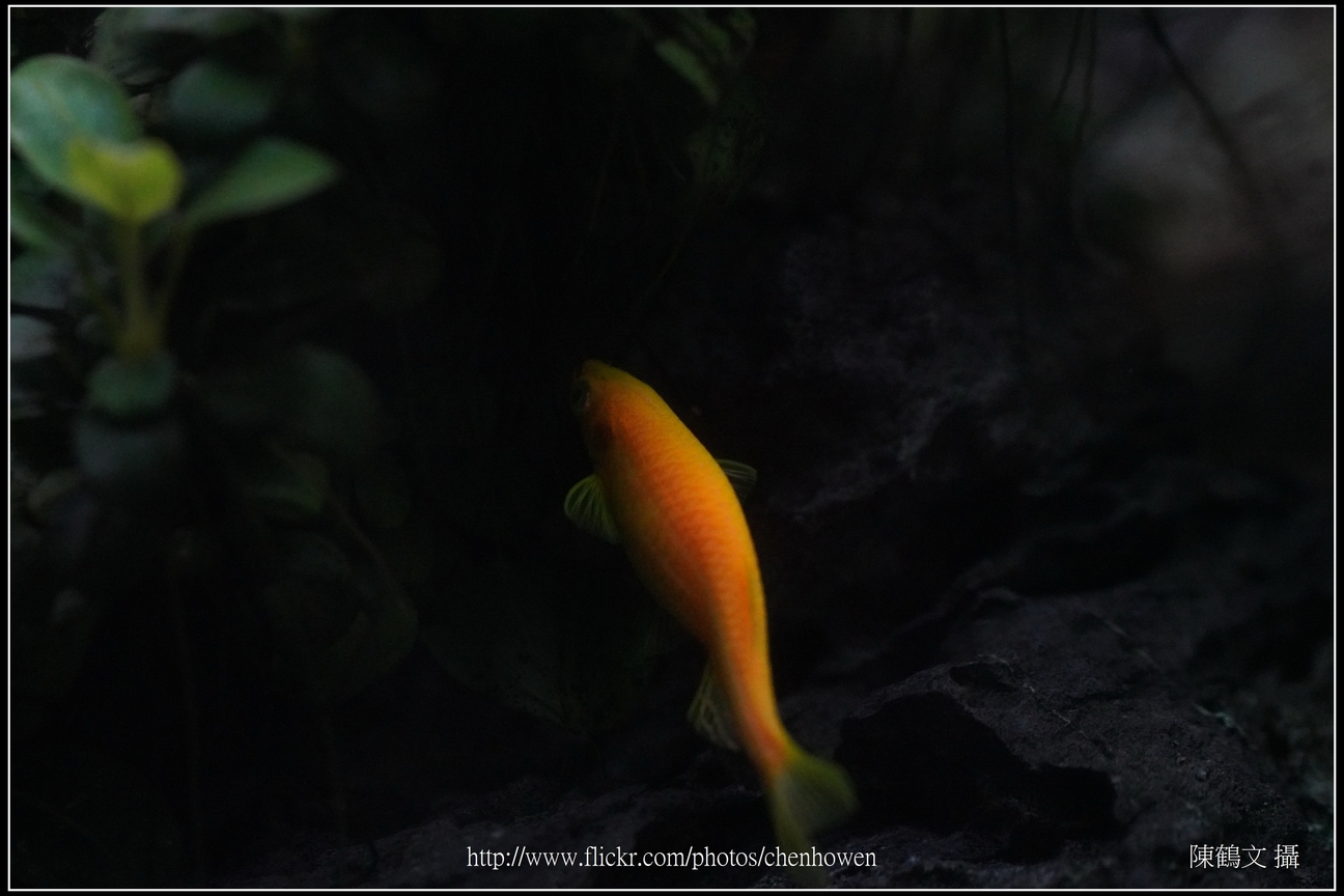 螢光斑馬魚_0201_Fluorescent Zebrafish.jpg