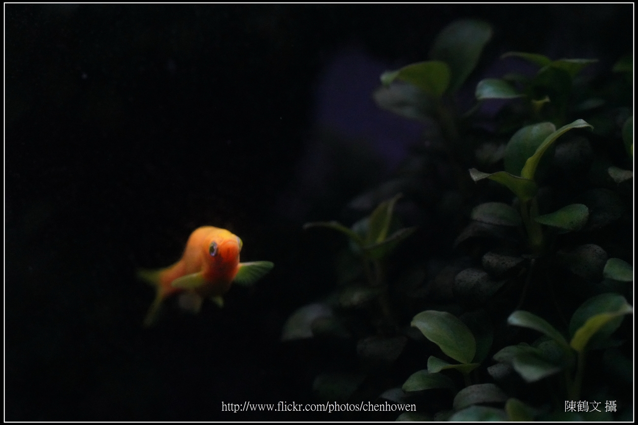 螢光斑馬魚_0194_Fluorescent Zebrafish.jpg