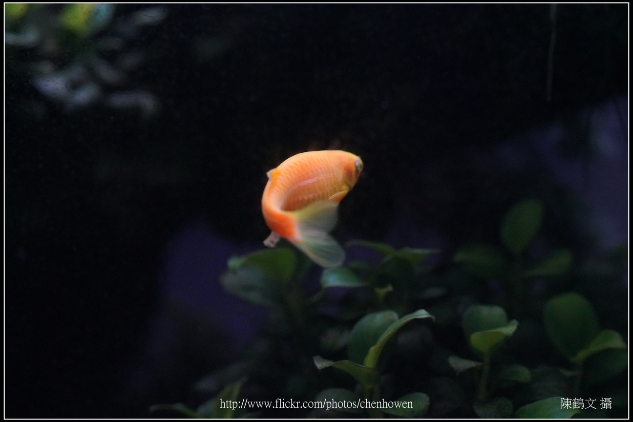 螢光斑馬魚_0193_Fluorescent Zebrafish.jpg