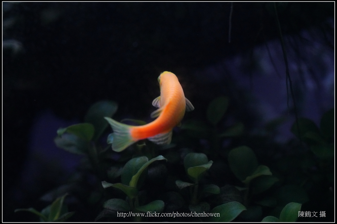 螢光斑馬魚_0196_Fluorescent Zebrafish.jpg