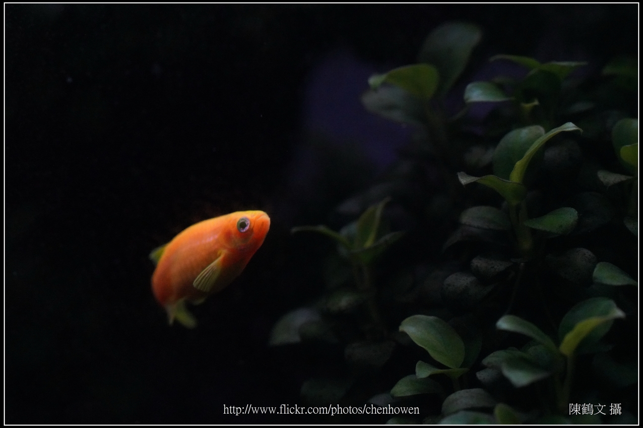 螢光斑馬魚_0195_Fluorescent Zebrafish.jpg