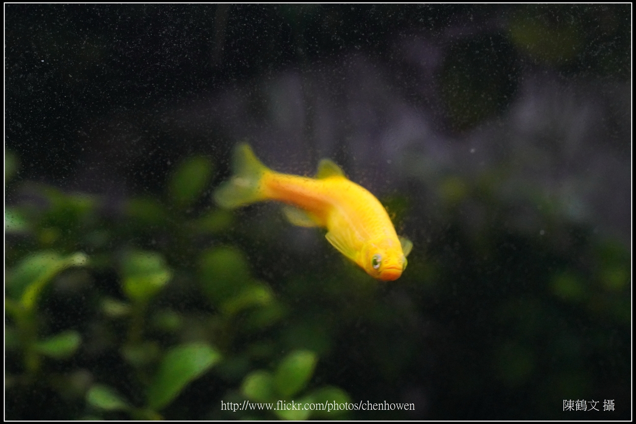 螢光斑馬魚_0214_Fluorescent Zebrafish.jpg