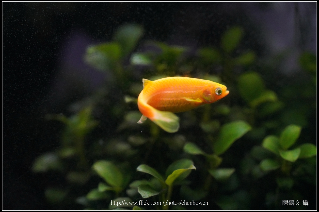 螢光斑馬魚_0213_Fluorescent Zebrafish.jpg