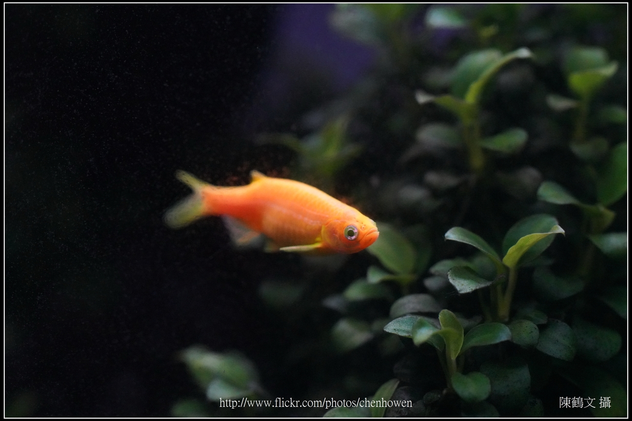 螢光斑馬魚_0216_Fluorescent Zebrafish.jpg