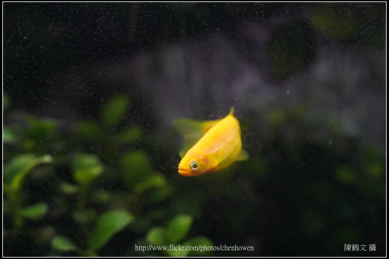 螢光斑馬魚_0215_Fluorescent Zebrafish.jpg