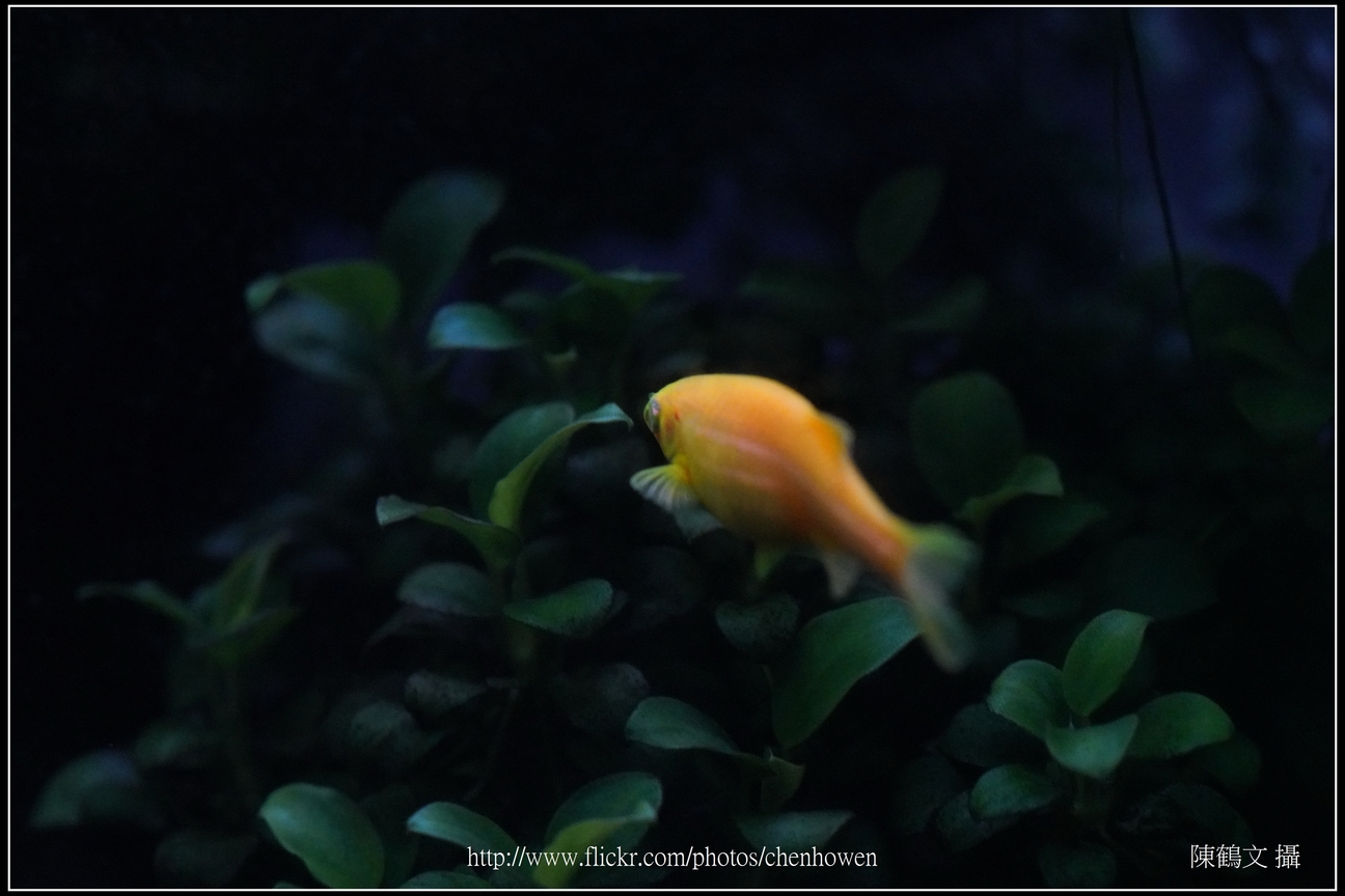螢光斑馬魚_0192_Fluorescent Zebrafish.jpg