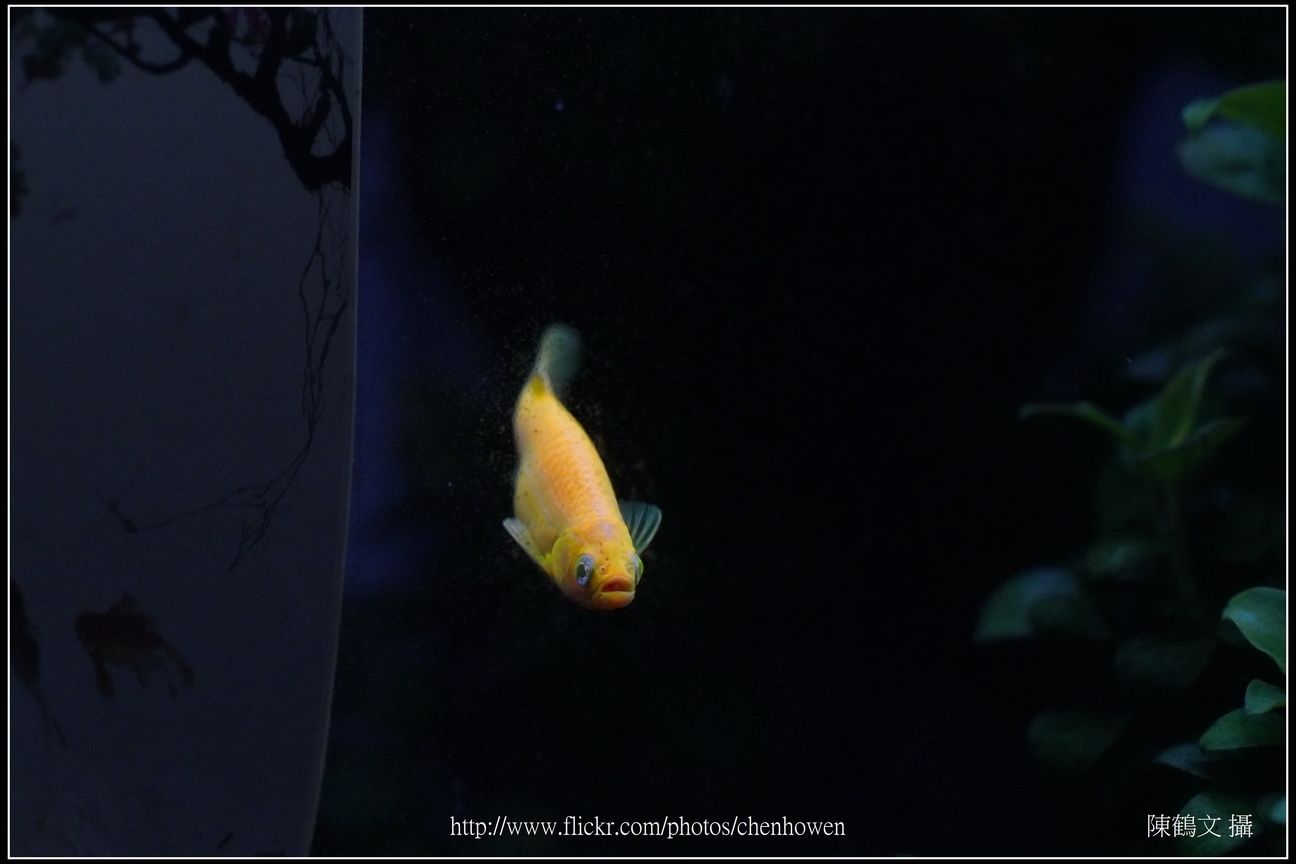 螢光斑馬魚_0191_Fluorescent Zebrafish.jpg