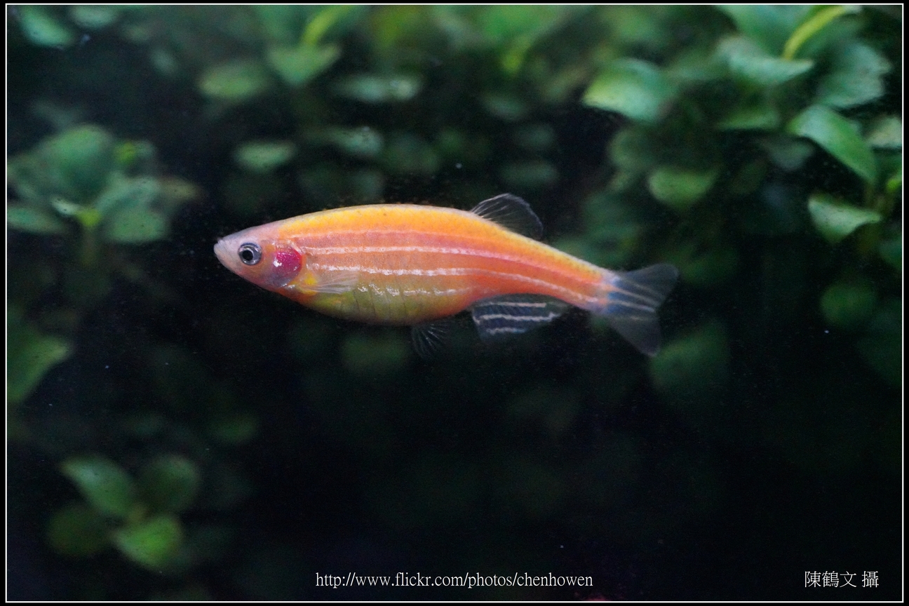 螢光斑馬魚_0237_Fluorescent Zebrafish.jpg