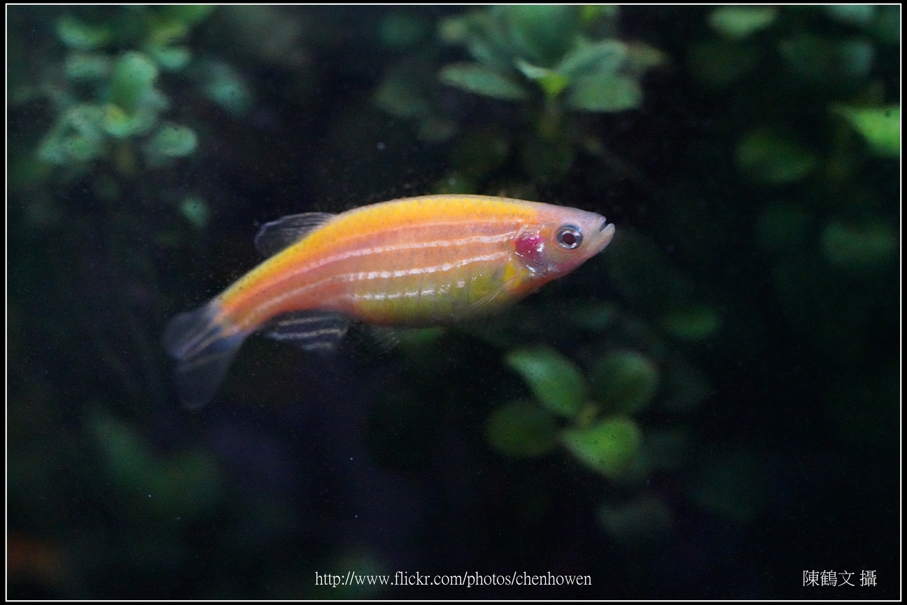 螢光斑馬魚_0236_Fluorescent Zebrafish.jpg