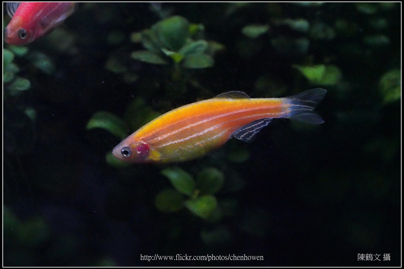 螢光斑馬魚_0239_Fluorescent Zebrafish.jpg