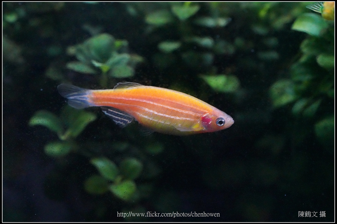 螢光斑馬魚_0238_Fluorescent Zebrafish.jpg