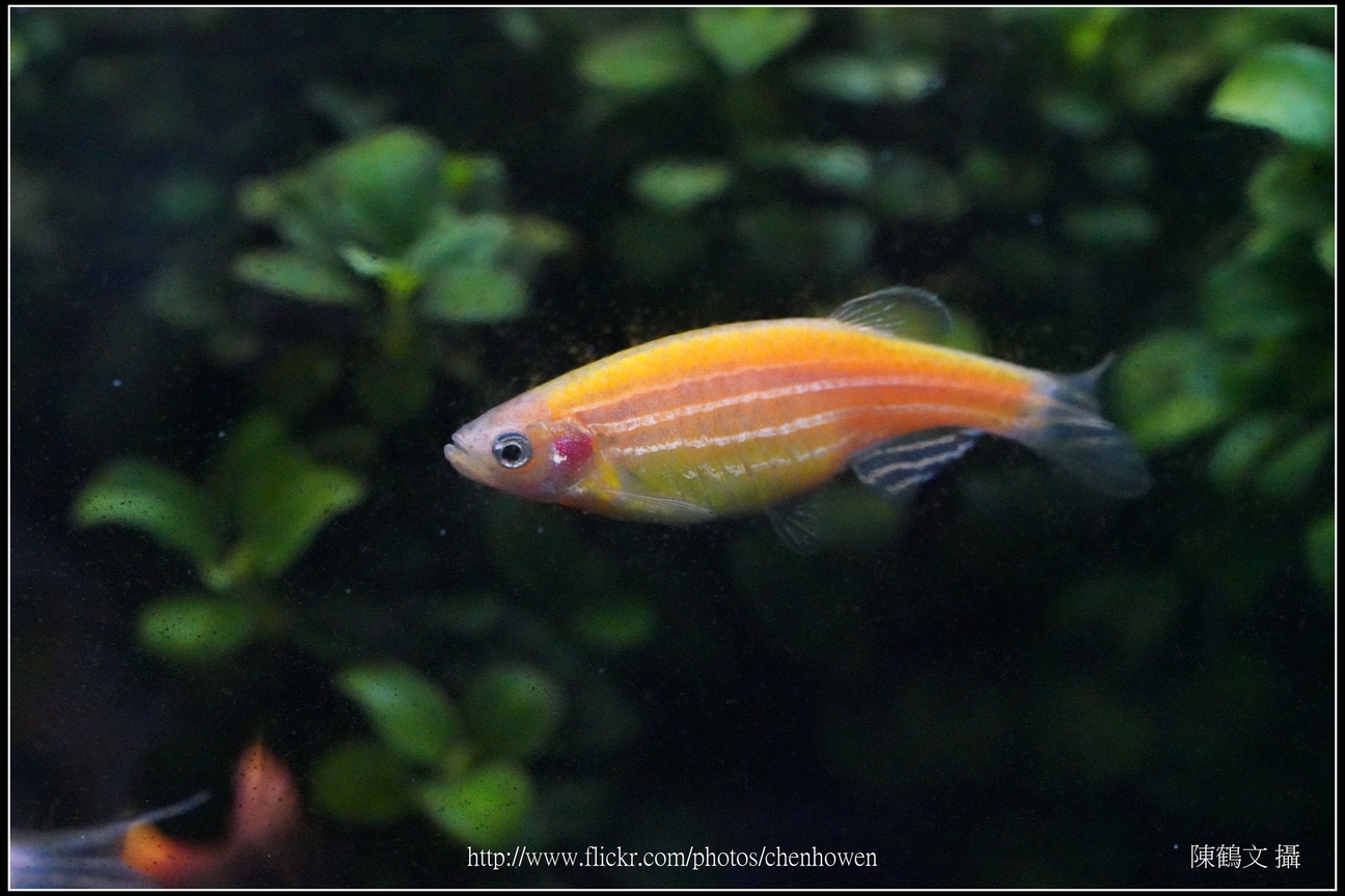 螢光斑馬魚_0233_Fluorescent Zebrafish.jpg