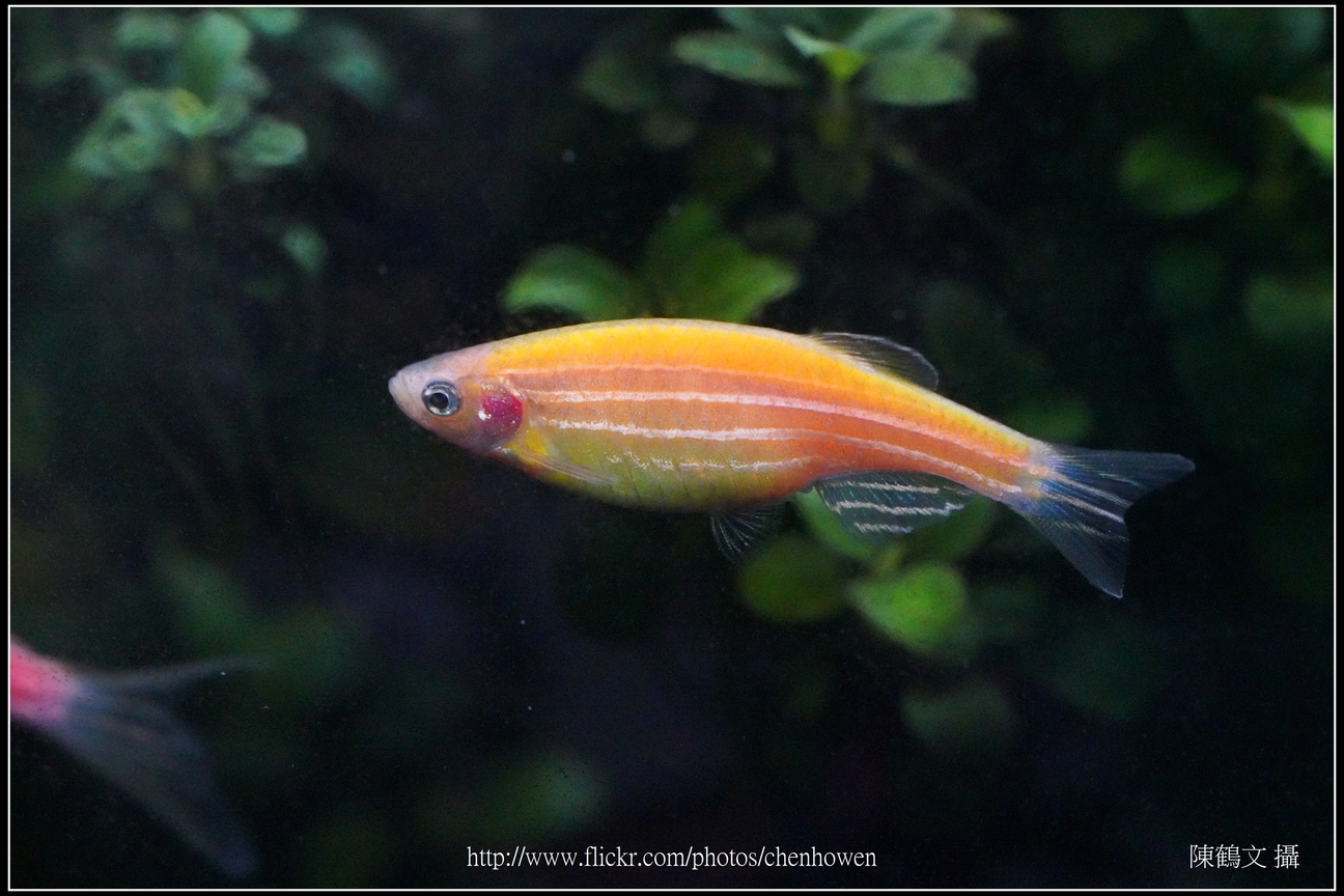 螢光斑馬魚_0232_Fluorescent Zebrafish.jpg