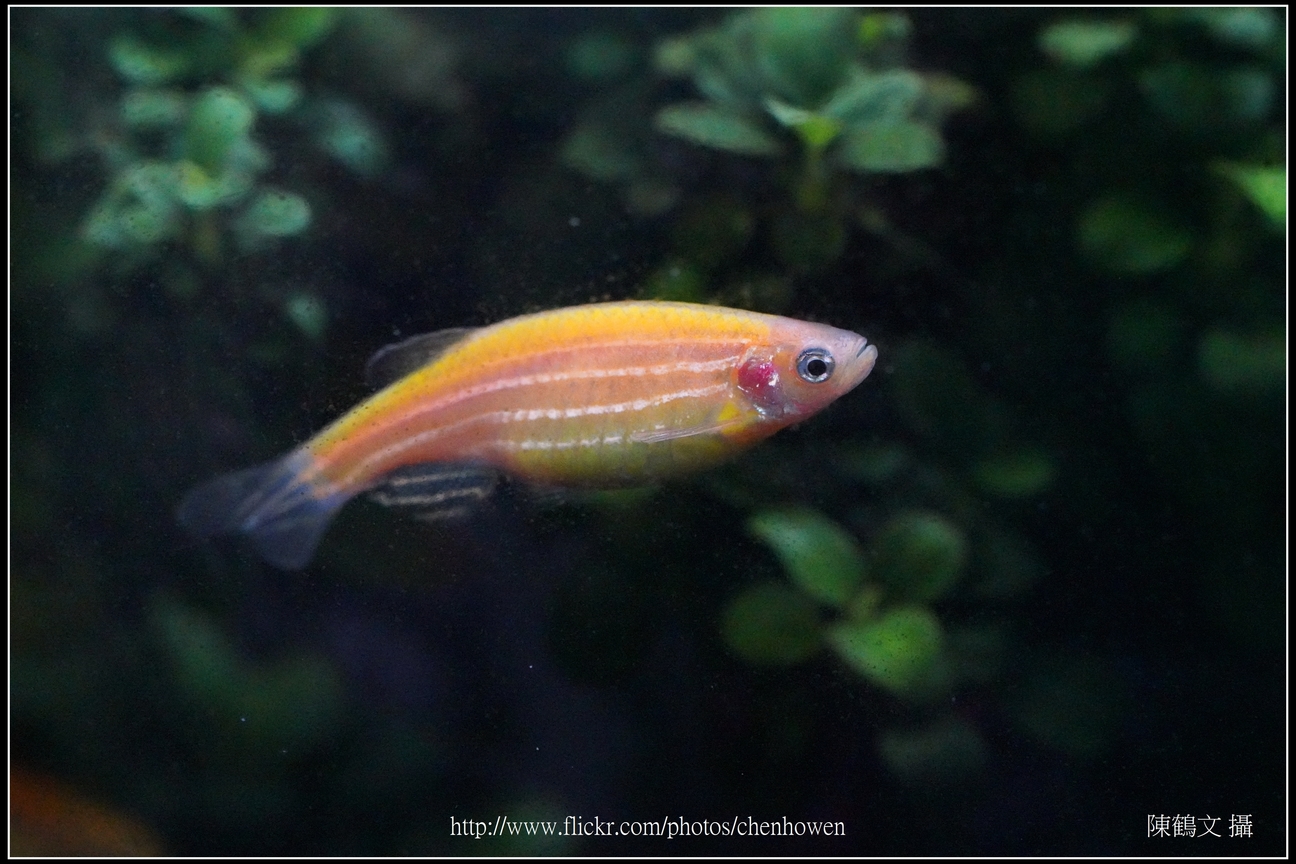 螢光斑馬魚_0235_Fluorescent Zebrafish.jpg