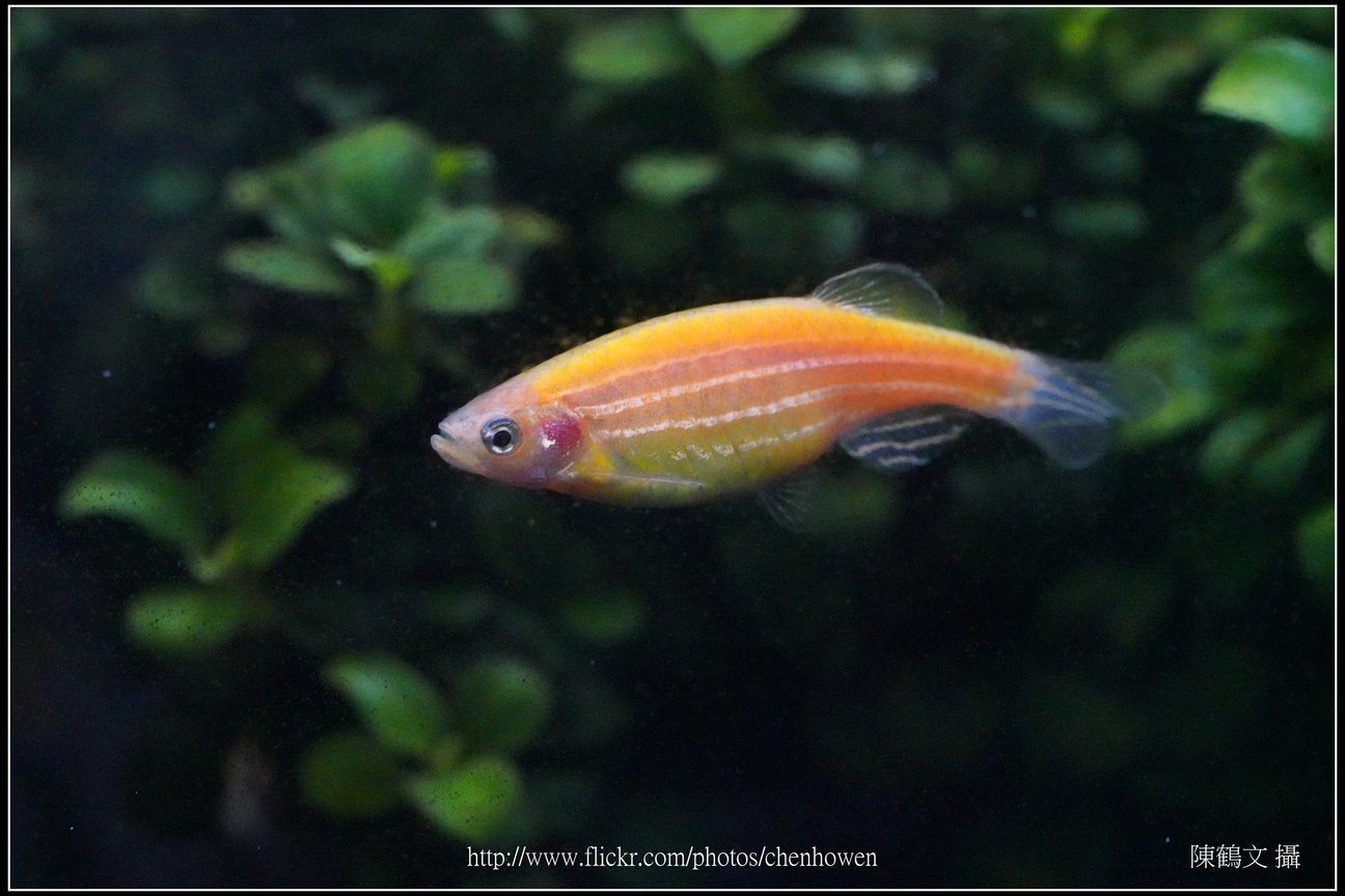 螢光斑馬魚_0234_Fluorescent Zebrafish.jpg