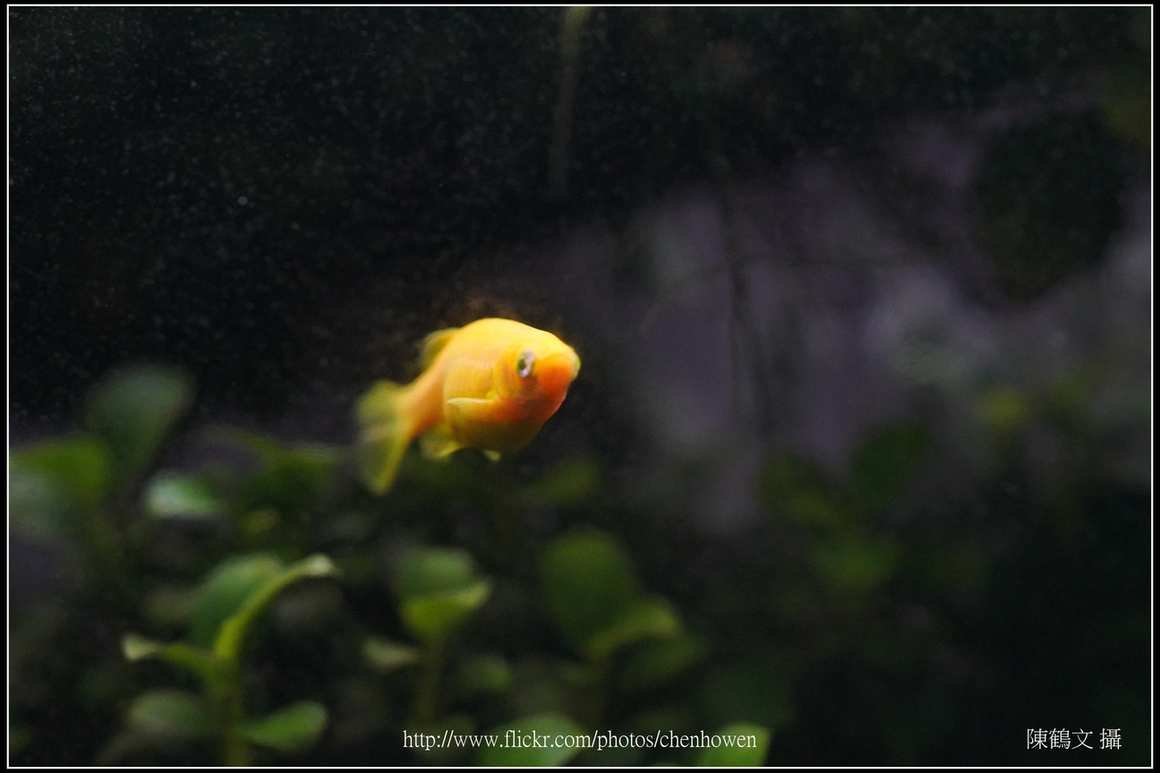 螢光斑馬魚_0204_Fluorescent Zebrafish.jpg